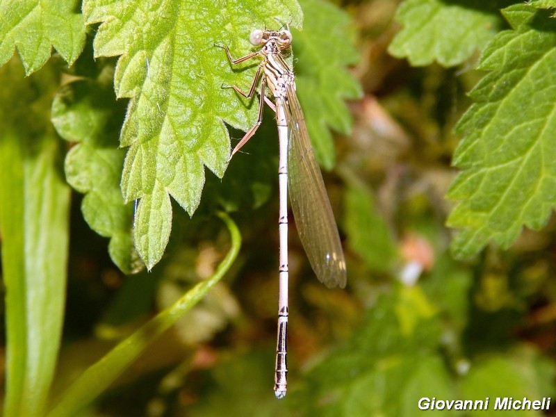 Platycnemis pennipes immaturo
